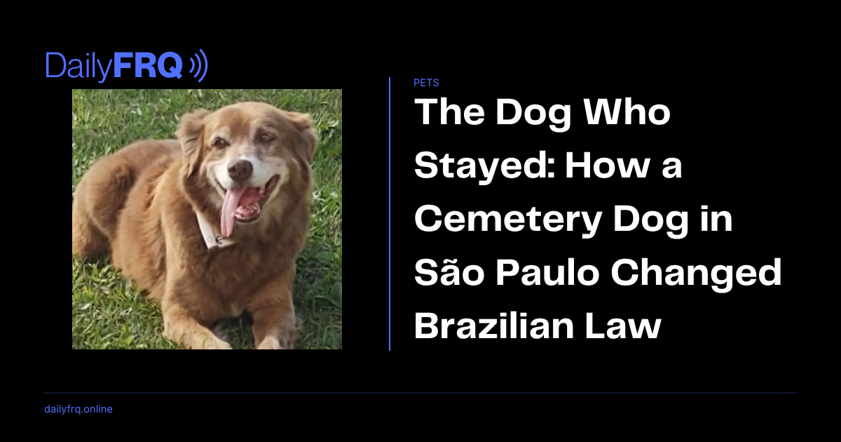 The Dog Who Stayed: How a Cemetery Dog in São Paulo Changed Brazilian Law