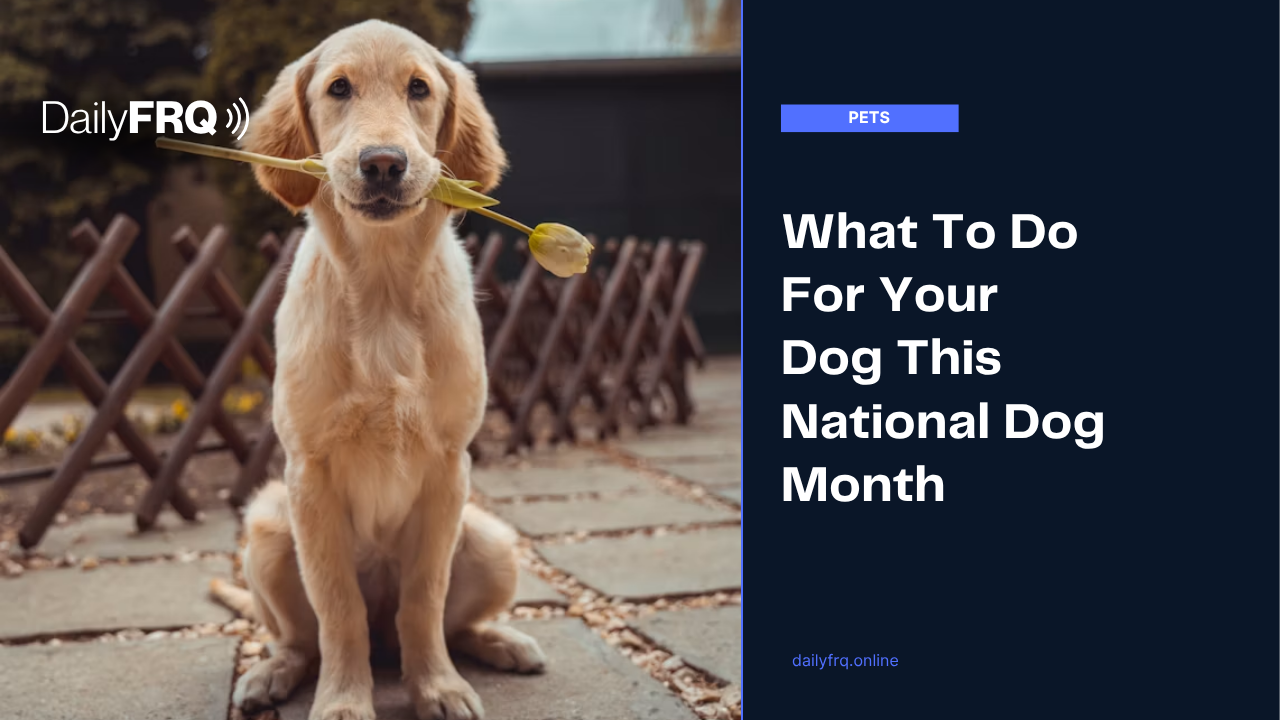 What To Do For Your Dog This National Dog Month