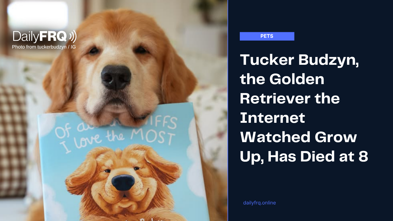 Tucker Budzyn, the Golden Retriever the Internet Watched Grow Up, Has Died at 8