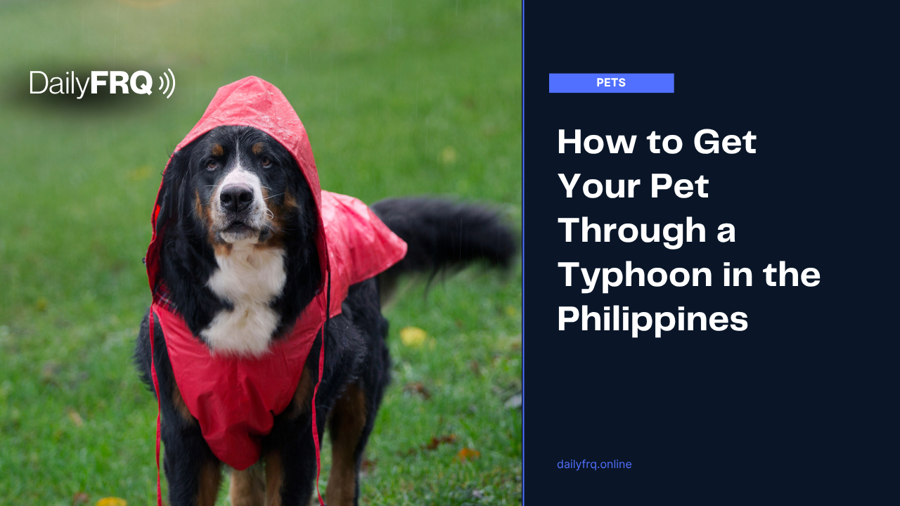 How to Get Your Pet Through a Typhoon in the Philippines