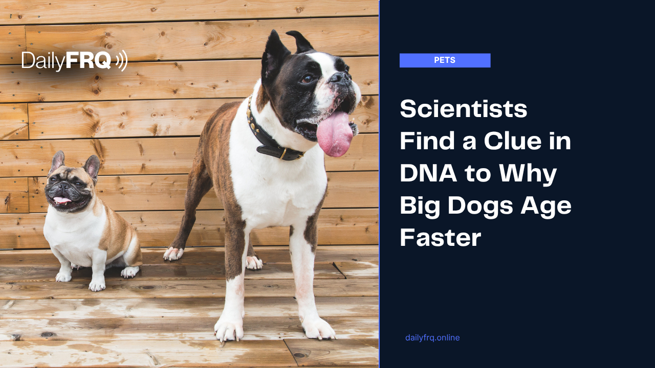 Scientists Find a Clue in DNA to Why Big Dogs Age Faster
